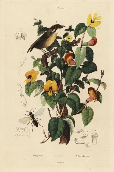 Framed Print : Black-cheeked gnateater, handsome sweetpea and wasp Framed Print : Black-cheeked gnateater, handsome sweetpea and wasp
