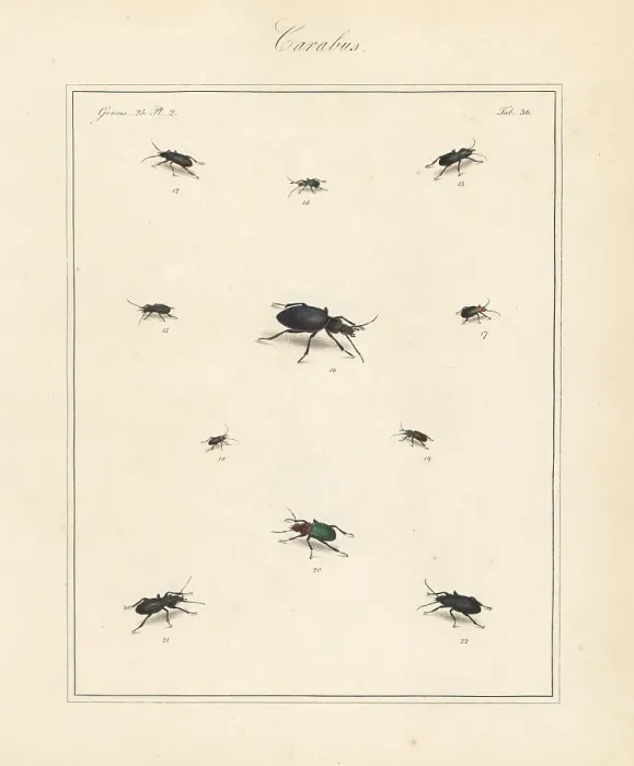 Framed Print : Black clock beetle, blue plunderer, violet ground beetle, etc Framed Print : Black clock beetle, blue plunderer, violet ground beetle, etc