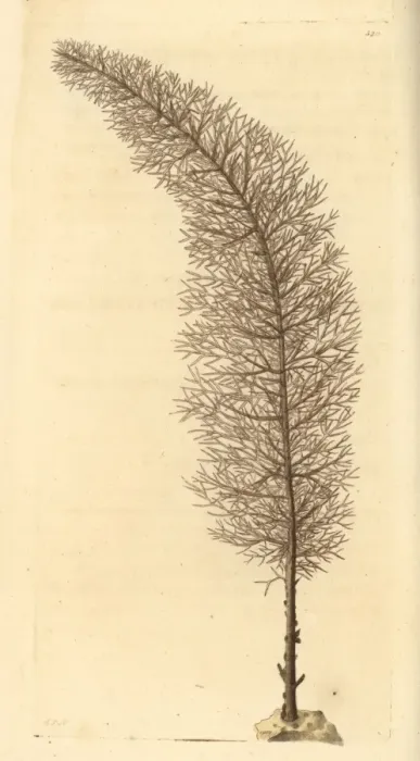 Framed Print : Black coral, Cupressopathes abies Framed Print : Black coral, Cupressopathes abies