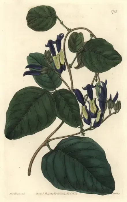 Framed Print : Black coral pea, Caulinia nigricans Framed Print : Black coral pea, Caulinia nigricans