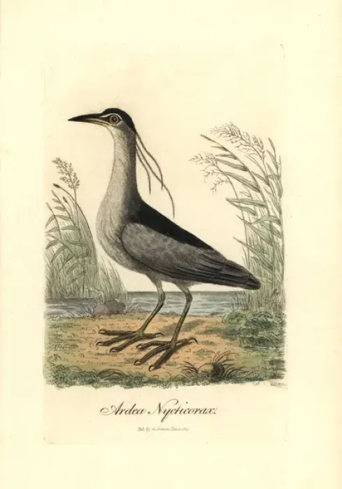 Framed Print : Black-crowned night heron, Nycticorax nycticorax Framed Print : Black-crowned night heron, Nycticorax nycticorax