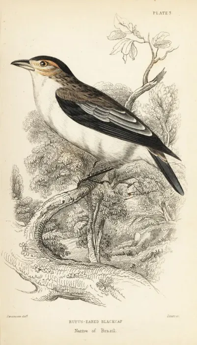 Framed Print : Black-crowned tityra, Tityra inquisitor Framed Print : Black-crowned tityra, Tityra inquisitor