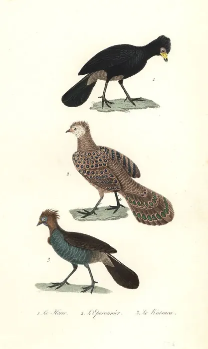 Framed Print : Black curassow, grey peacock-pheasaant and chachalaca Framed Print : Black curassow, grey peacock-pheasaant and chachalaca