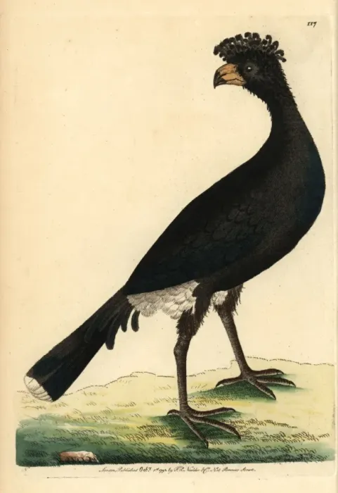 Framed Print : Black currasow, Crax alector Framed Print : Black currasow, Crax alector