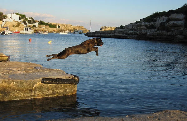 Black dog leaps into sea, Menorca