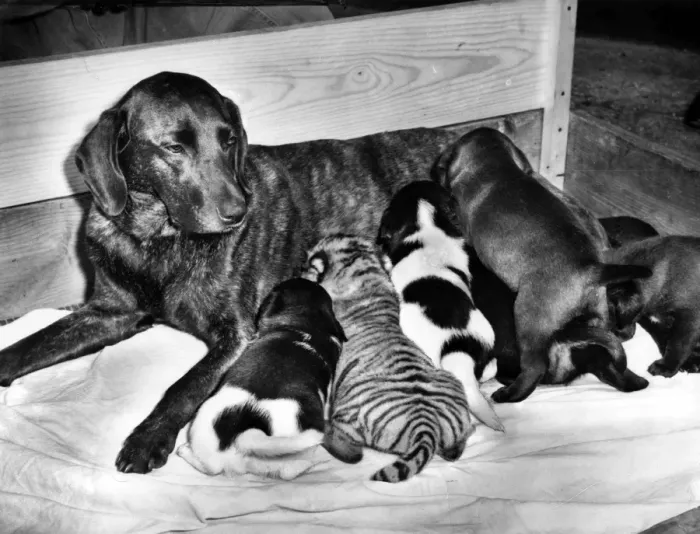 Framed Print : Black dog with puppies Framed Print : Black dog with puppies