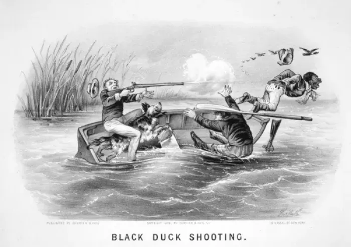 Framed Print : Black duck shooting Framed Print : Black duck shooting