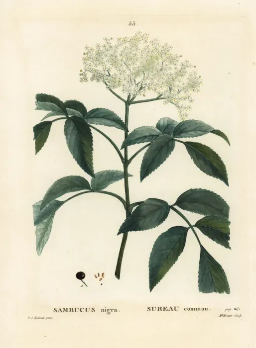 Framed Print : Black elder or European elderberry, Sambucus nigra Framed Print : Black elder or European elderberry, Sambucus nigra