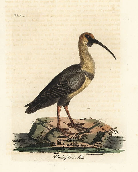 Black-faced ibis, Theristicus melanopis
