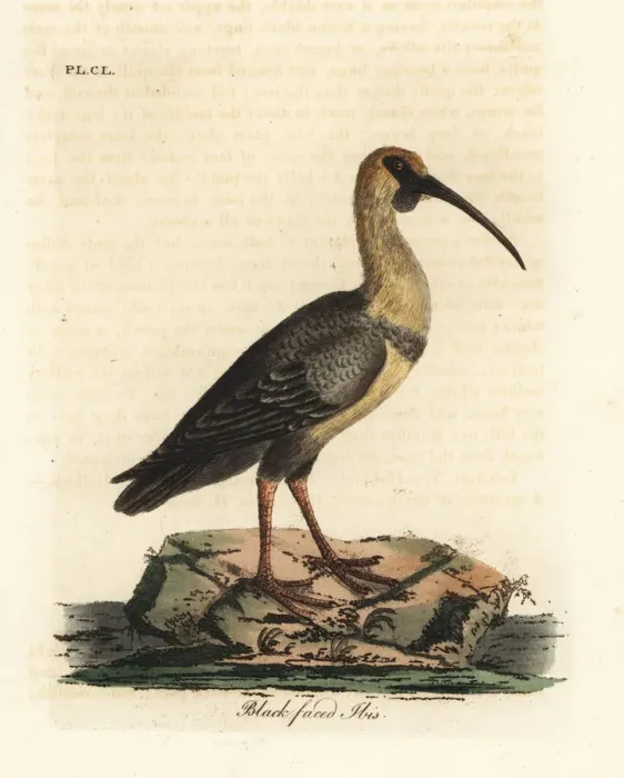 Framed Print : Black-faced ibis, Theristicus melanopis Framed Print : Black-faced ibis, Theristicus melanopis