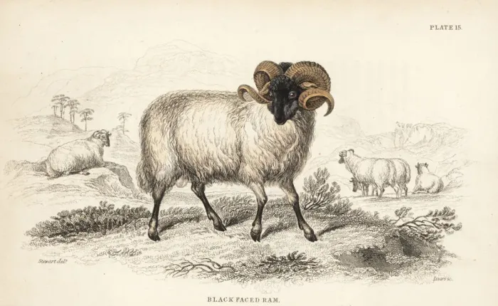 Framed Print : Black-faced ram or Norfolk Horn, Ovis aries Framed Print : Black-faced ram or Norfolk Horn, Ovis aries