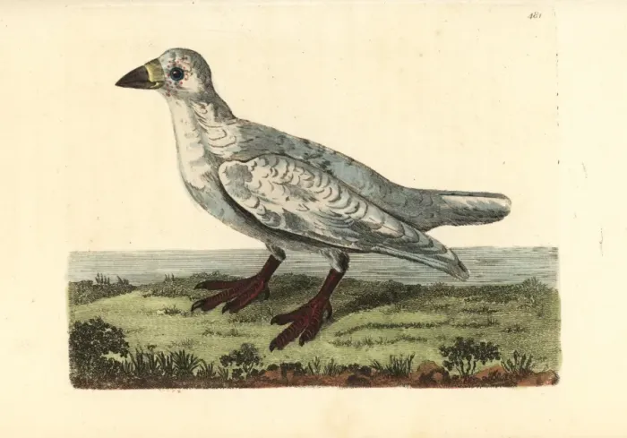 Framed Print : Black-faced sheathbill, Chionis minor Framed Print : Black-faced sheathbill, Chionis minor
