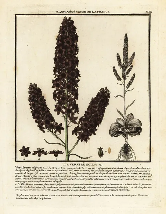 Framed Print : Black false hellebore, Veratrum nigrum Framed Print : Black false hellebore, Veratrum nigrum