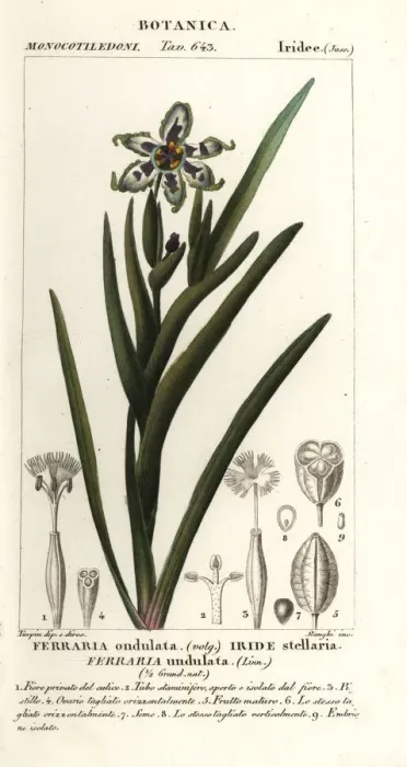 Framed Print : Black flag or starfish iris, Ferraria undulata