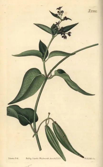 Framed Print : Black-flowered cynanchum, Cynanchum nigrum Framed Print : Black-flowered cynanchum, Cynanchum nigrum
