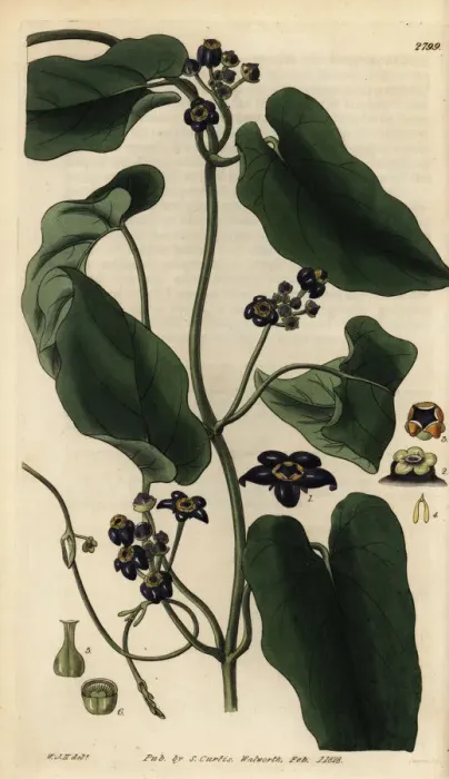 Framed Print : Black flowered gonolobus, Gonolobus niger Framed Print : Black flowered gonolobus, Gonolobus niger