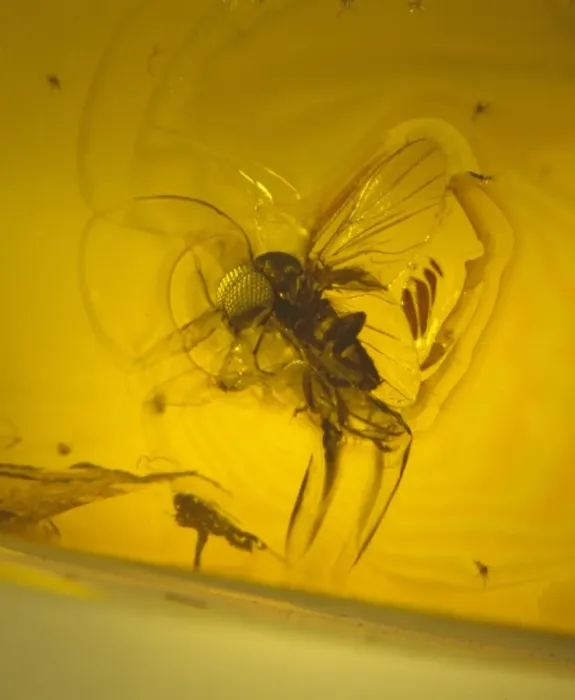 Framed Print : Black fly in Baltic amber Framed Print : Black fly in Baltic amber