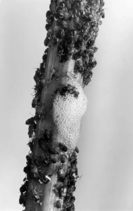 Framed Print : Black Fly & Cuckoo Spit Framed Print : Black Fly & Cuckoo Spit