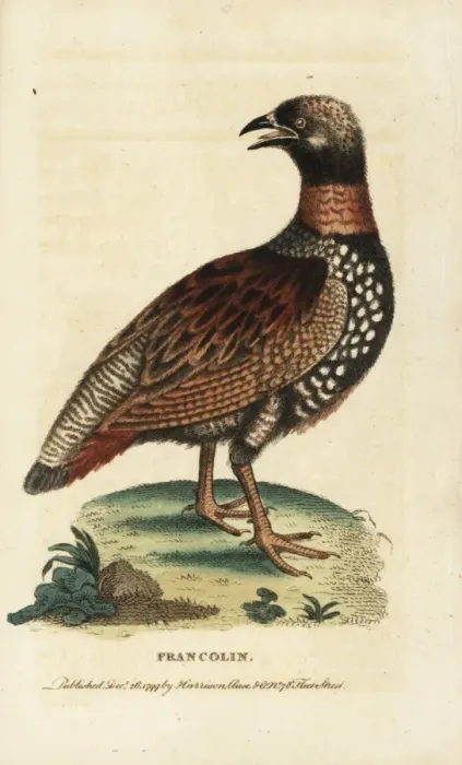 Framed Print : Black francolin, Francolinus francolinus Framed Print : Black francolin, Francolinus francolinus