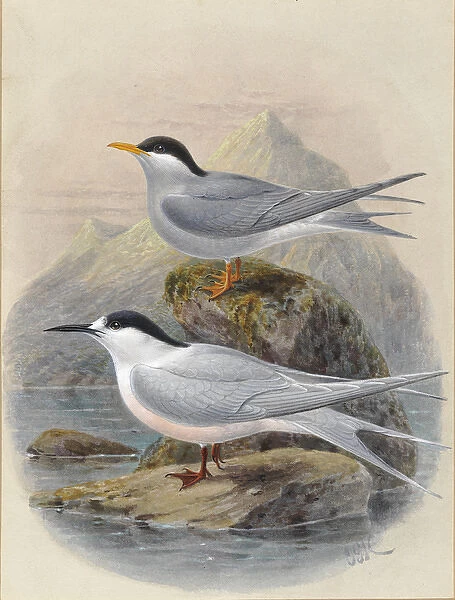 Black-Fronted and White-Fronted Terns