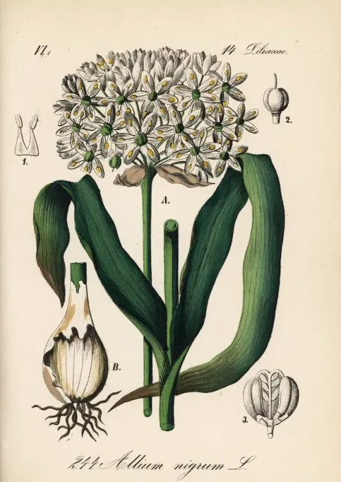 Framed Print : Black garlic, Allium nigrum Framed Print : Black garlic, Allium nigrum