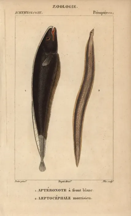 Framed Print : Black ghost, Apteronotus albifrons, and conger Framed Print : Black ghost, Apteronotus albifrons, and conger