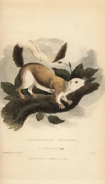 Framed Print : Black giant squirrel or Malayan giant squirrel Framed Print : Black giant squirrel or Malayan giant squirrel
