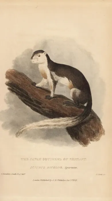 Framed Print : Black giant squirrel or Malayan giant squirrel Framed Print : Black giant squirrel or Malayan giant squirrel