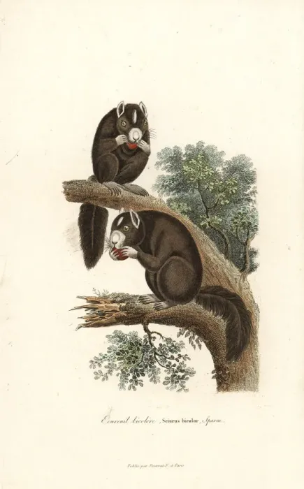 Framed Print : Black giant squirrel or Malayan giant squirrel Framed Print : Black giant squirrel or Malayan giant squirrel