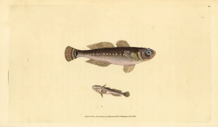 Framed Print : Black goby, Gobius niger Framed Print : Black goby, Gobius niger