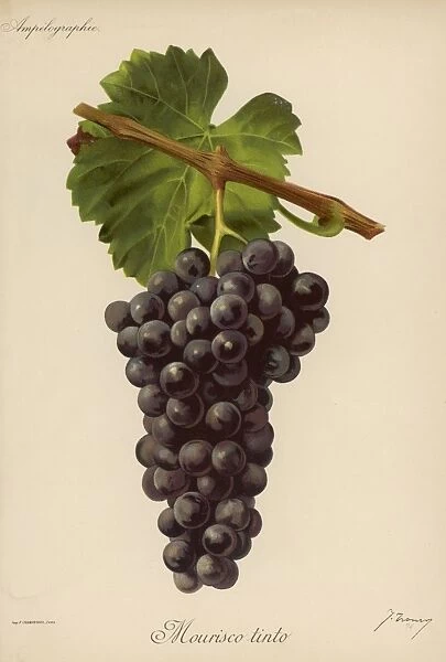 Black Grape Froncy
