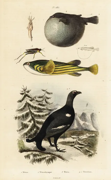 Framed Print : Black grouse, pufferfish and groundhopper Framed Print : Black grouse, pufferfish and groundhopper