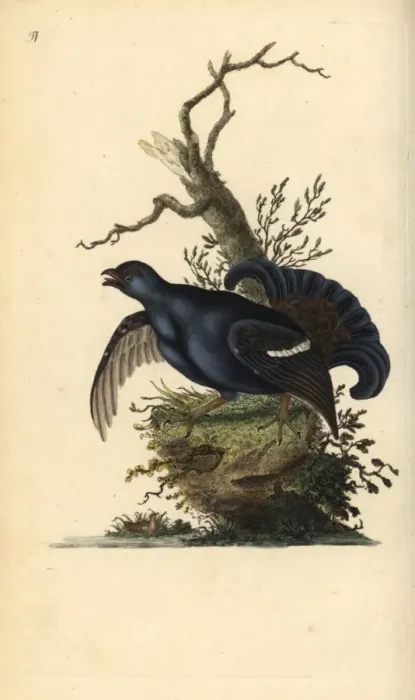Framed Print : Black grouse, Tetrao tetrix Framed Print : Black grouse, Tetrao tetrix