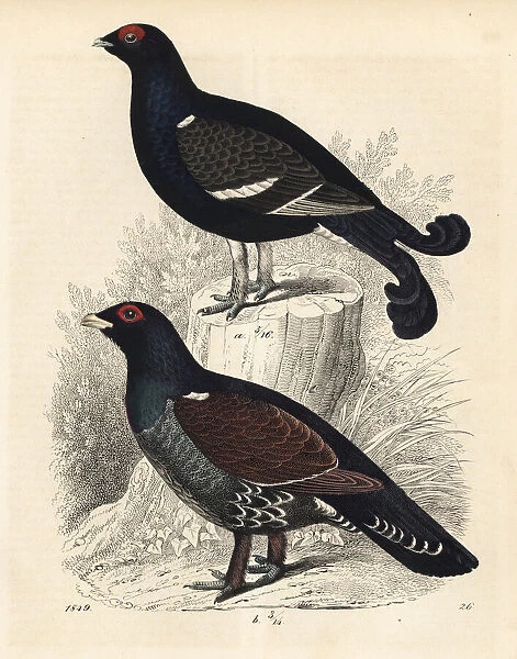 Black grouse and western capercaillie