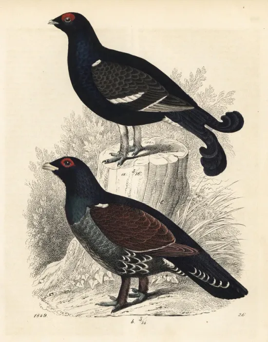 Framed Print : Black grouse and western capercaillie Framed Print : Black grouse and western capercaillie