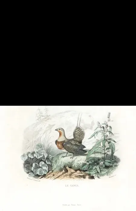 Framed Print : Black grouse, western Capercaillie and pin-tailed sandgrouse Framed Print : Black grouse, western Capercaillie and pin-tailed sandgrouse