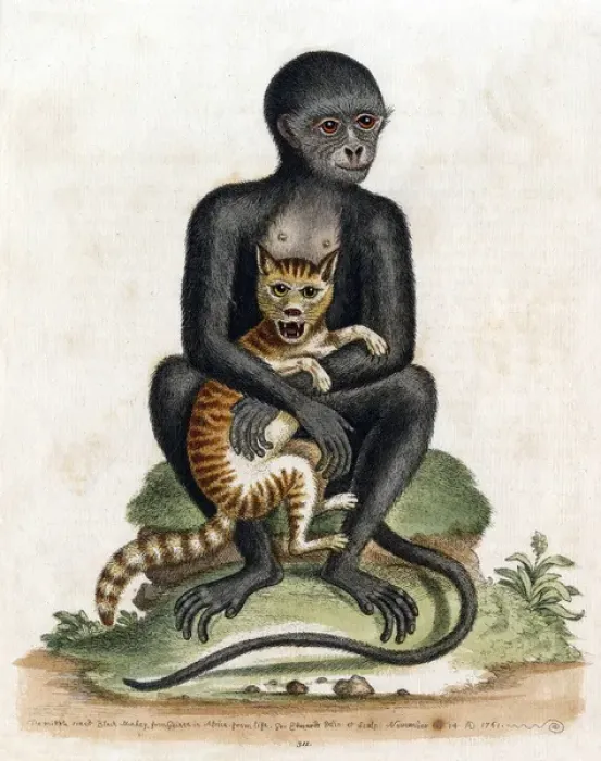 Framed Print : Black Guinea Monkey Framed Print : Black Guinea Monkey