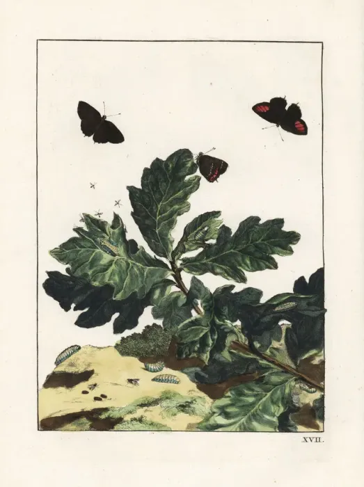 Framed Print : Black hairstreak, Satyrium pruni, on oak leaves Framed Print : Black hairstreak, Satyrium pruni, on oak leaves
