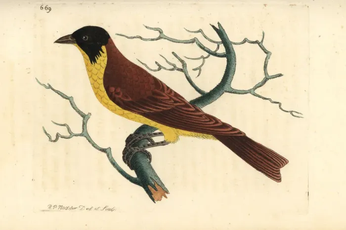 Framed Print : Black-headed bunting, Emberiza melanocephala Framed Print : Black-headed bunting, Emberiza melanocephala