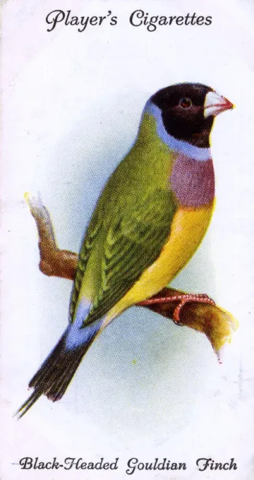 Framed Print : Black-Headed Gouldian Finch Framed Print : Black-Headed Gouldian Finch