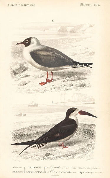 Black-headed gull, Chroicocephalus ridibundus