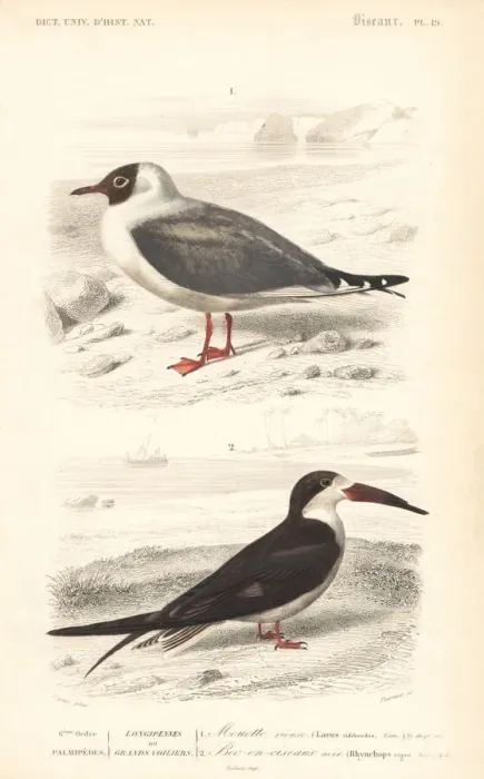 Framed Print : Black-headed gull, Chroicocephalus ridibundus