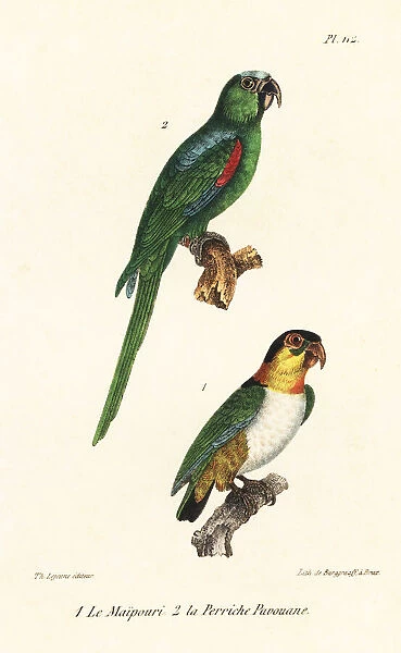 Black-headed parrot and white-eyed conure