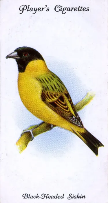 Framed Print : Black-Headed Siskin Framed Print : Black-Headed Siskin