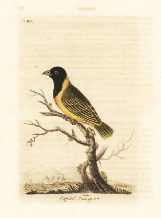 Framed Print : Black-headed yellow-collared weaver, Ploceus Framed Print : Black-headed yellow-collared weaver, Ploceus