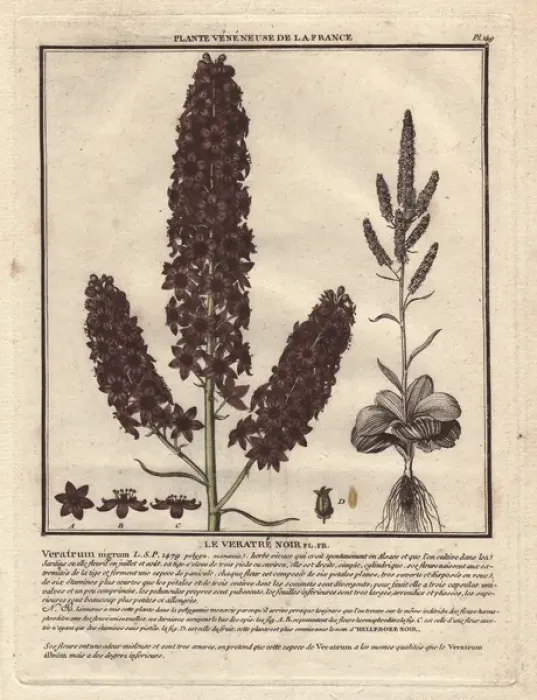 Framed Print : Black hellebore, medicinal and poisonous plant Framed Print : Black hellebore, medicinal and poisonous plant