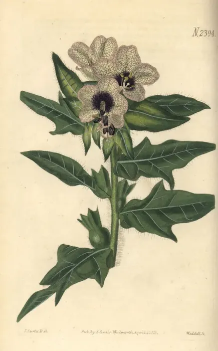 Framed Print : Black henbane, Hyoscyamus niger Framed Print : Black henbane, Hyoscyamus niger