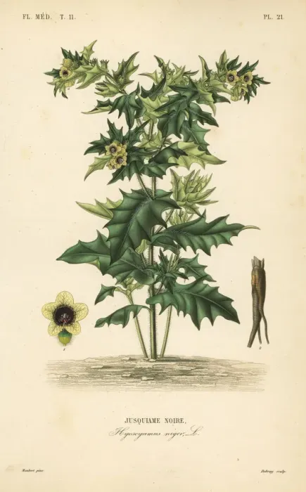 Framed Print : Black henbane, Hyoscyamus niger Framed Print : Black henbane, Hyoscyamus niger