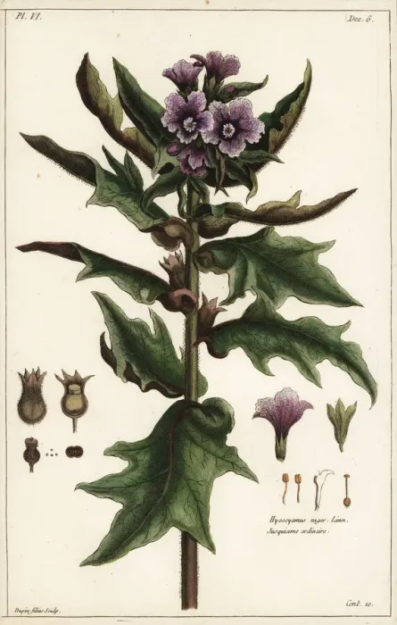 Framed Print : Black henbane, Hyoscyamus niger Framed Print : Black henbane, Hyoscyamus niger