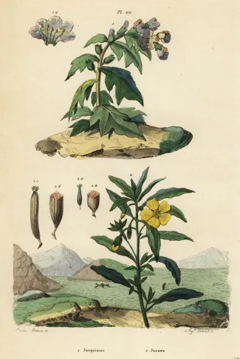 Framed Print : Black henbane and Peruvian primrose-willow Framed Print : Black henbane and Peruvian primrose-willow